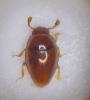 Cholovocera formicaria